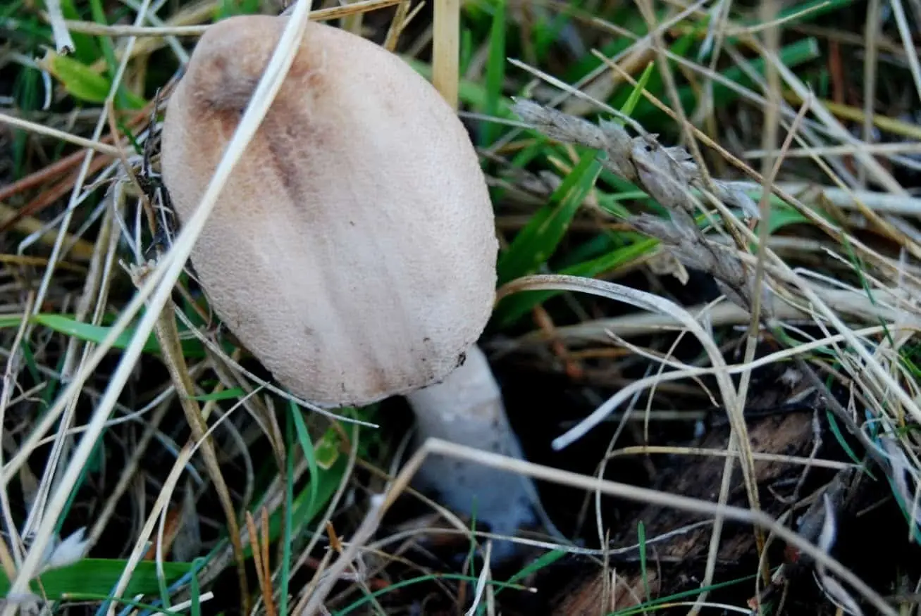 Acotado micológico La Sierra, el Alto Tajo