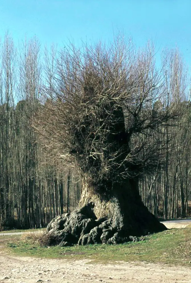 El olmo viejo de Ocentejo, todavía vivo en 1975.