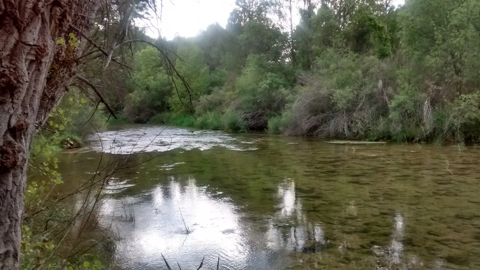 Tramo del río Tajo bajo la vegetación de ribera en Huertapelayo.