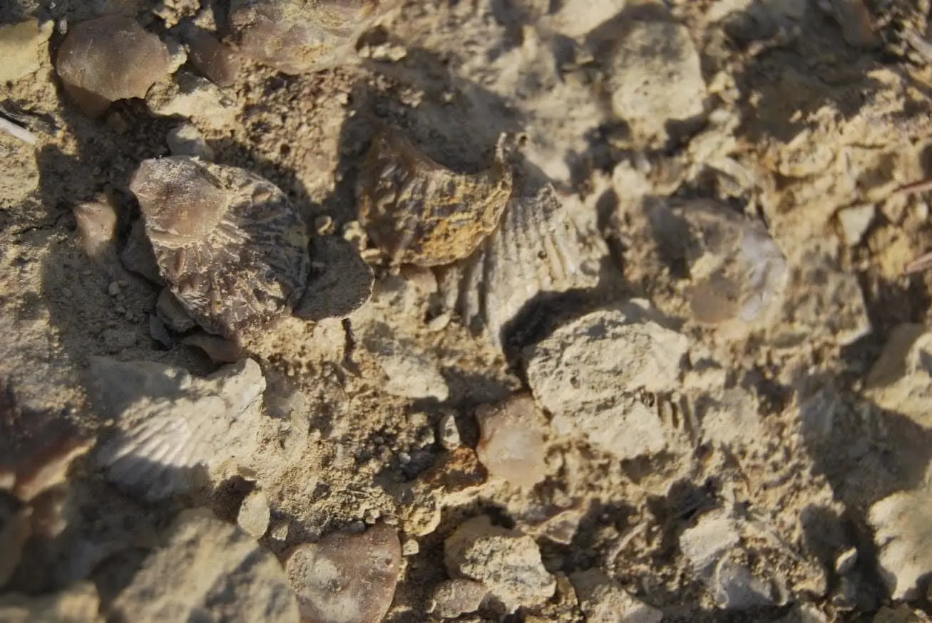 Yacimiento de fósiles de Cuevas Labradas, el Alto Tajo
